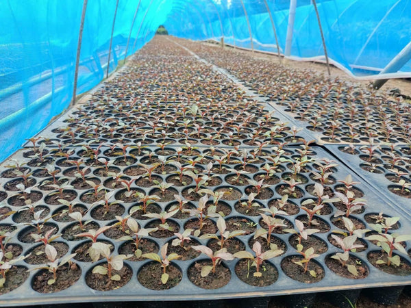 Anbau (6–12 Monate)